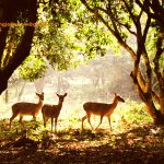 Cuc-Phuong-National-Park