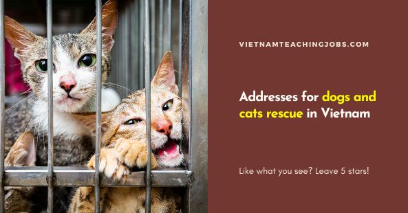 Addresses for dogs and cats rescue in Vietnam