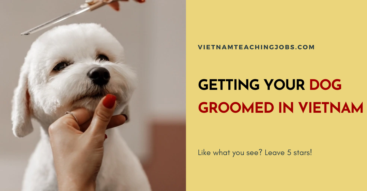 GETTING YOUR DOG GROOMED IN VIETNAM
