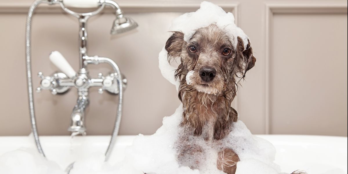 Dogs are typically washed and shampooed before being trimmed