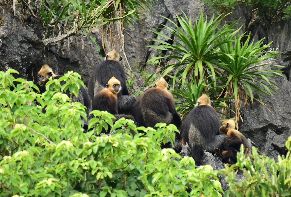 Cat Ba National Park is a fascinating destination for wildlife enthusiasts