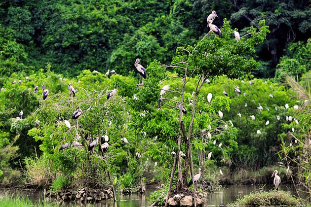  Cuc Phuong National Park is a large natural park with a diverse ecosystem and a conservation site for endangered specie