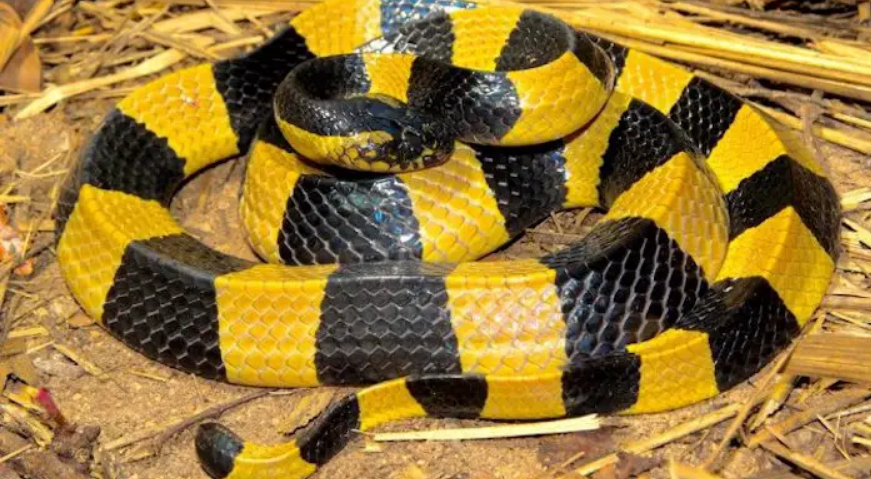 Banded krait