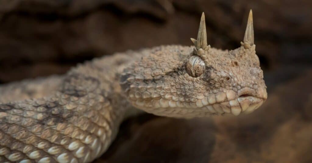 Horned pit viper