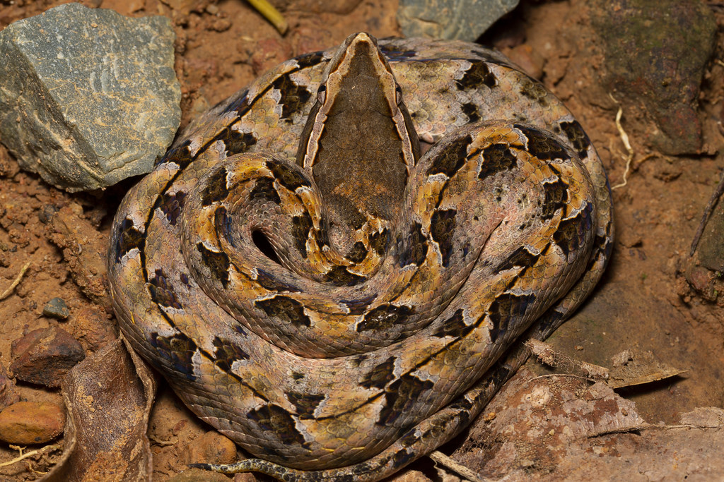 Malayan pit viper