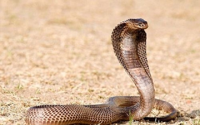 Siamese Spitting Cobra