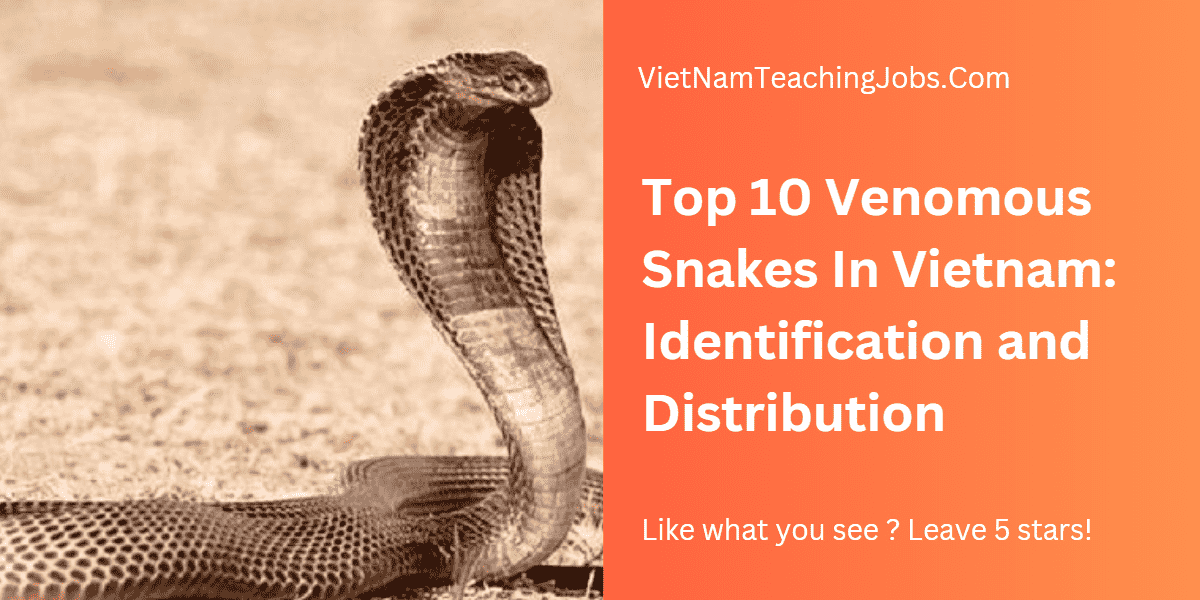 venomous snake in vietnam cover MIN